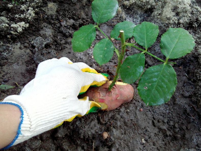 Экологичные советы, которые могут навредить садовому участку