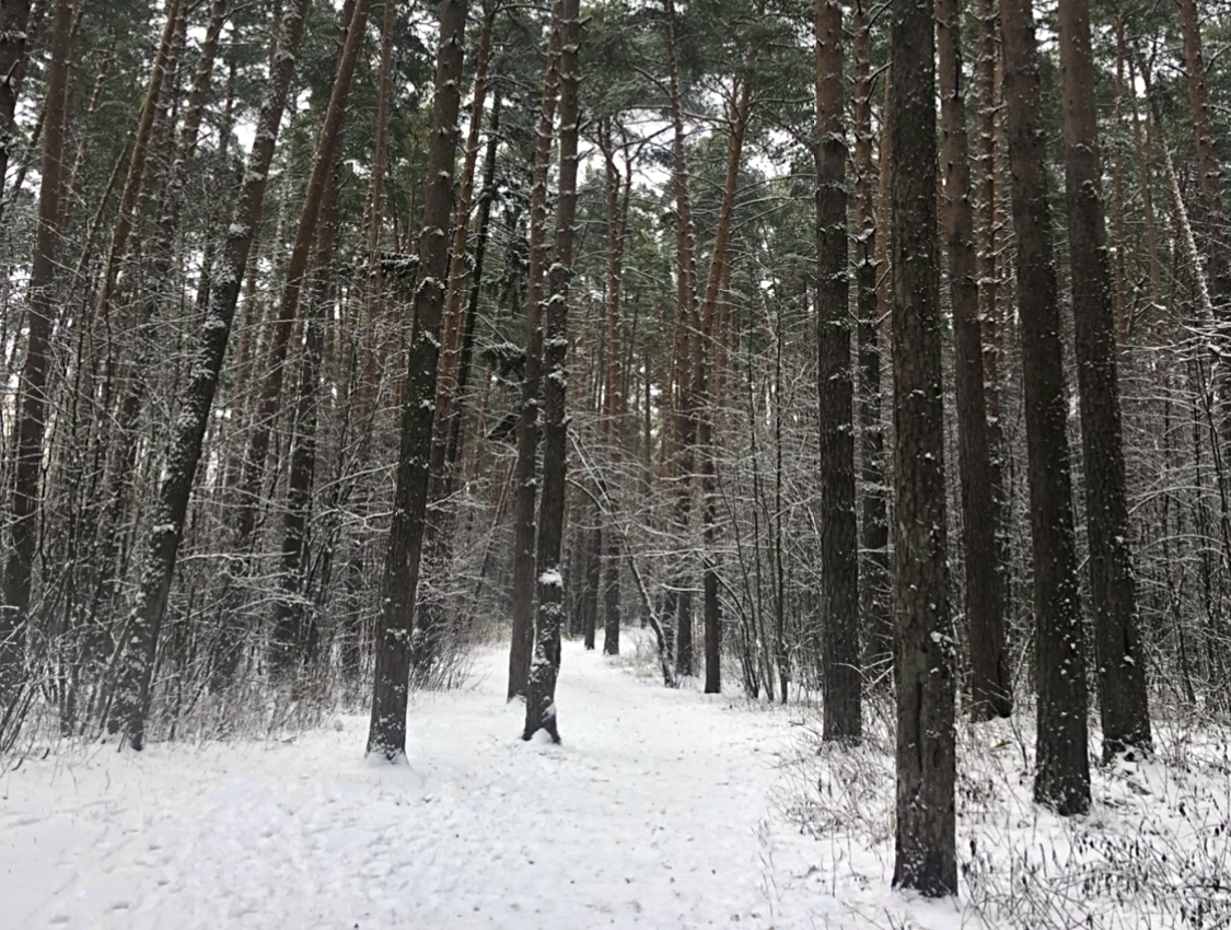 В Черняевском лесу благодаря проекту «Зелёное кольцо» появились новые маршруты для спорта