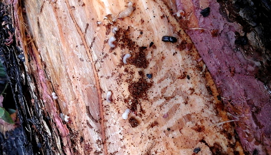 Из-за нашествия жука-вредителя в 2023 году в Прикамье вырубят 17 га леса