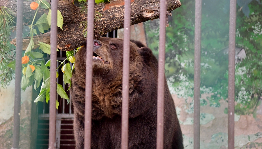 Зоопарк в Перми переходит на летний режим работы