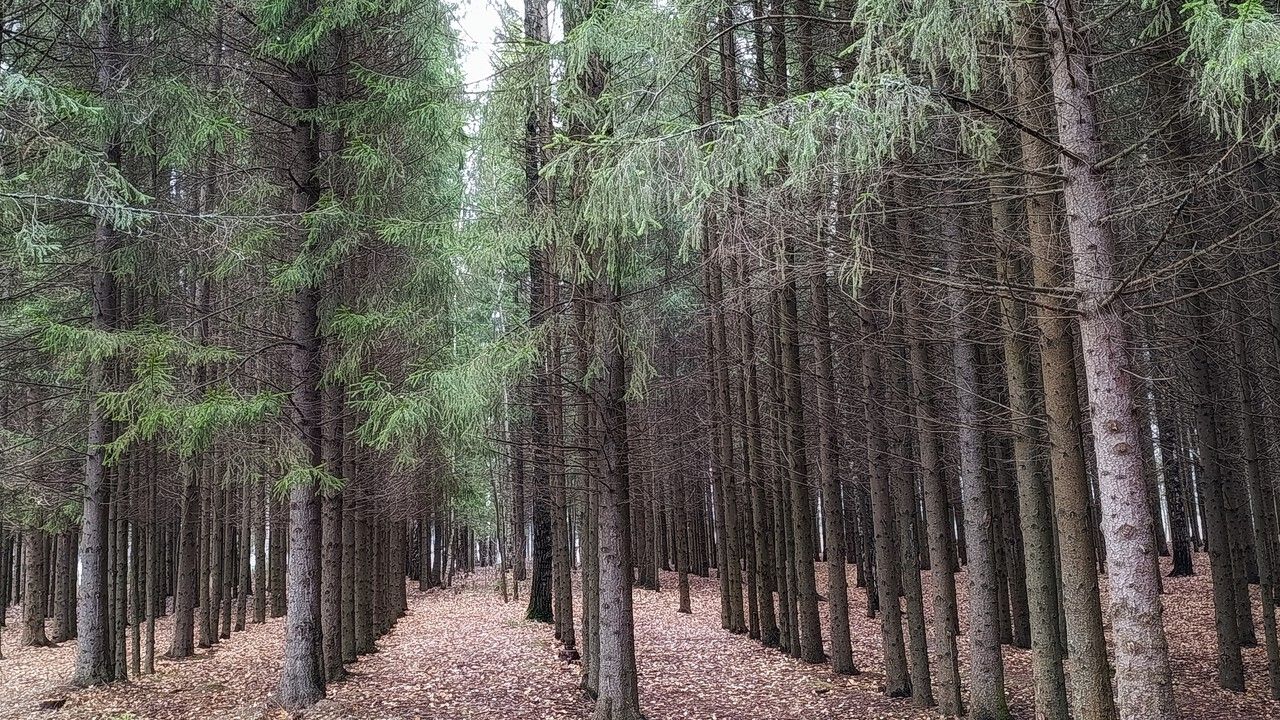Трое пермяков обвиняются в срубке деревьев ради лыжных трасс
