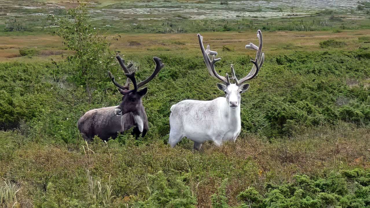 В Пермском крае появится национальный парк, защищающий северных оленей