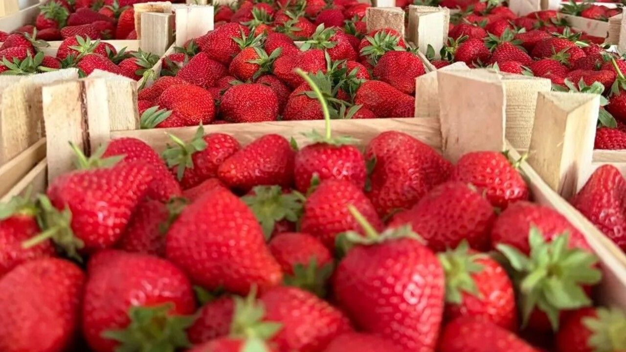 ​В Пермский край ввезли шесть тонн клубники из Киргизии