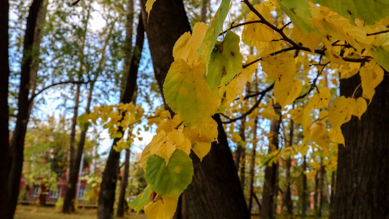 ​Сильный ветер прогнозируют в Пермском крае