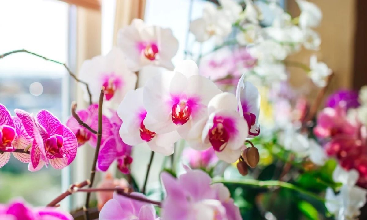 ​Экзоты: почему считается, что орхидеи созданы из облаков