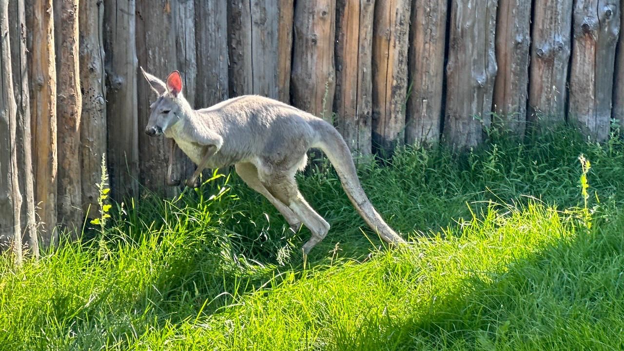 Кенгуру переехали в вольер нового пермского зоопарка