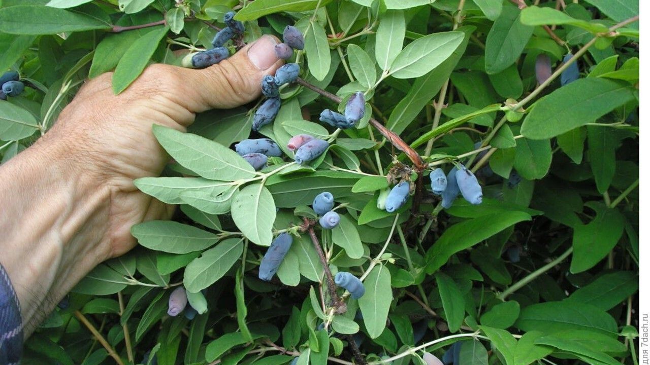 Самая первая, самая желанная. Как заставить жимолость давать большие урожаи