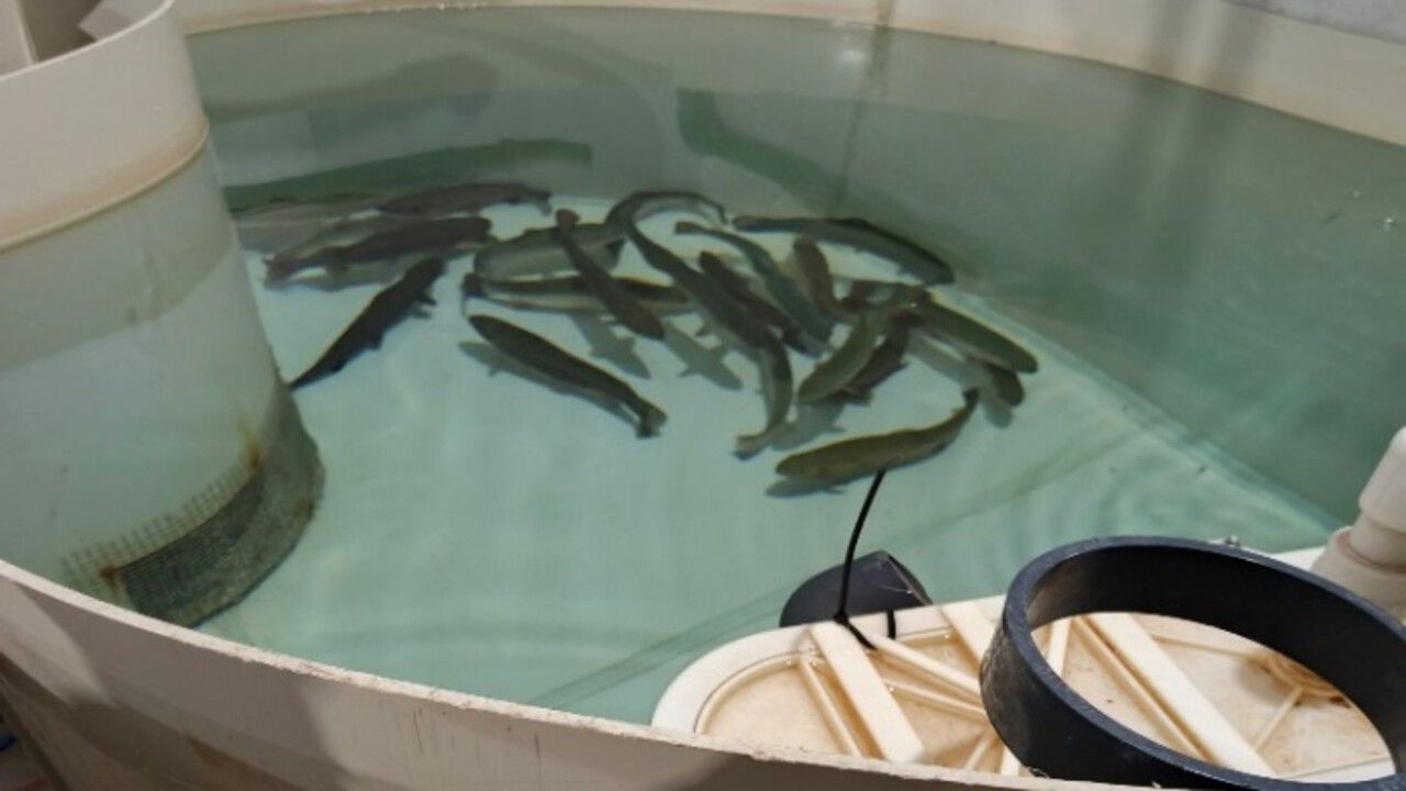 ​В Карагайском округе в рыбоводческом хозяйстве обнаружили запрещенный краситель в форели