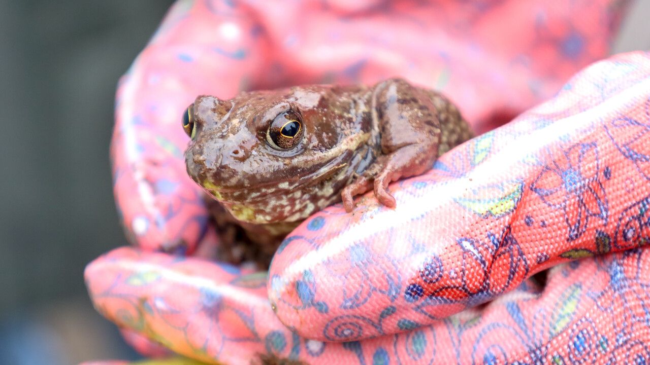 Как пермяки спасают серых жаб и зачем это нужно