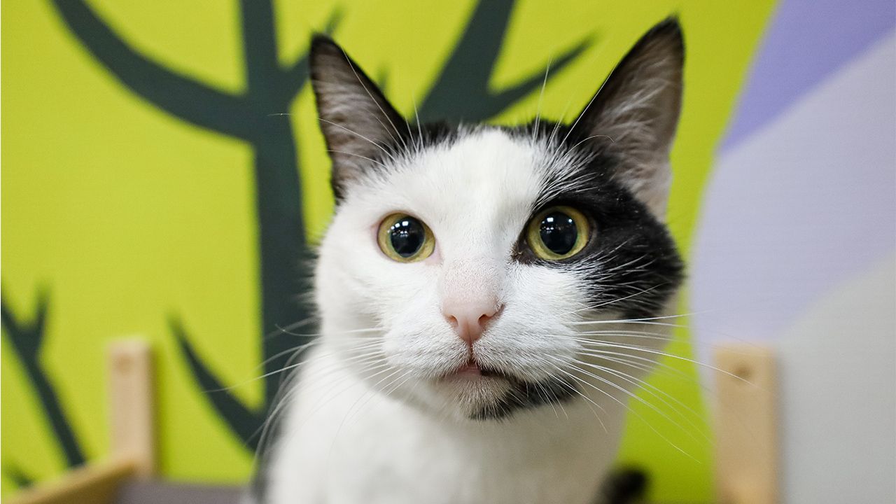 ​Дом для кошки Мамули: проверяем теорию шести рукопожатий