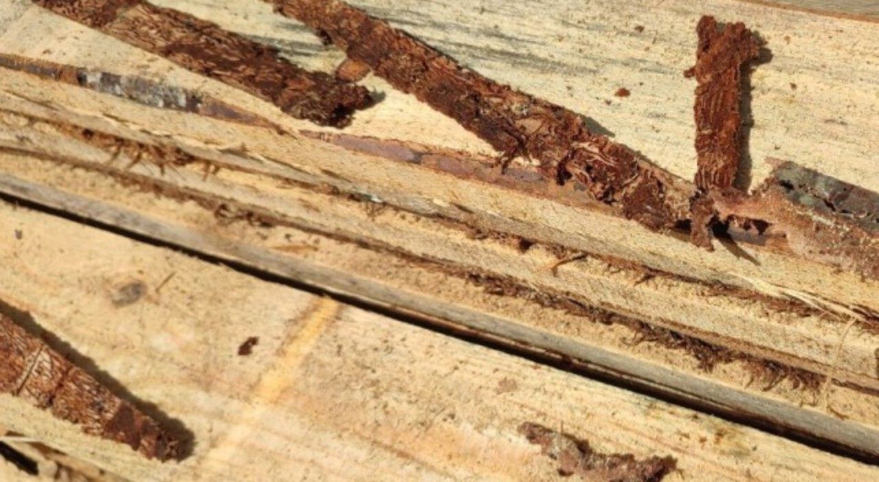 ​Уссурийский полиграф продолжает захватывать леса Прикамья