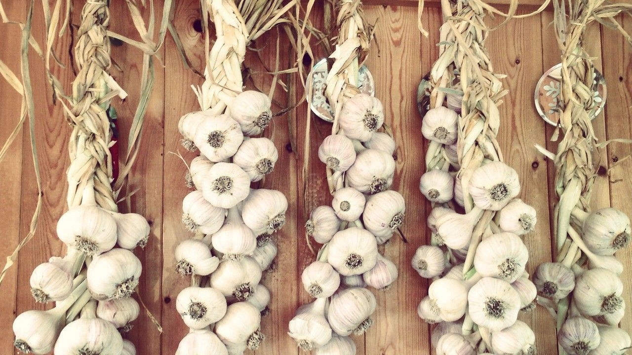 Полезные советы: как сохранить в домашних условиях семена и чеснок