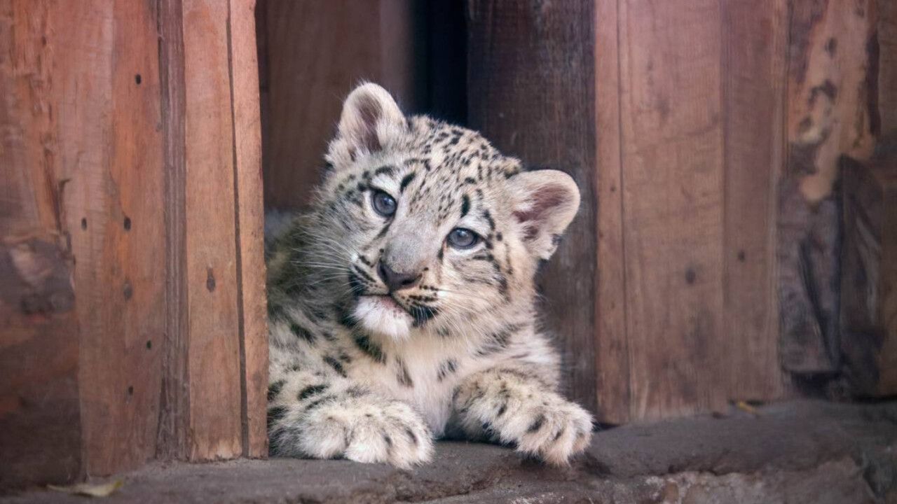 Пермский зоопарк переезжает в новый современный комплекс