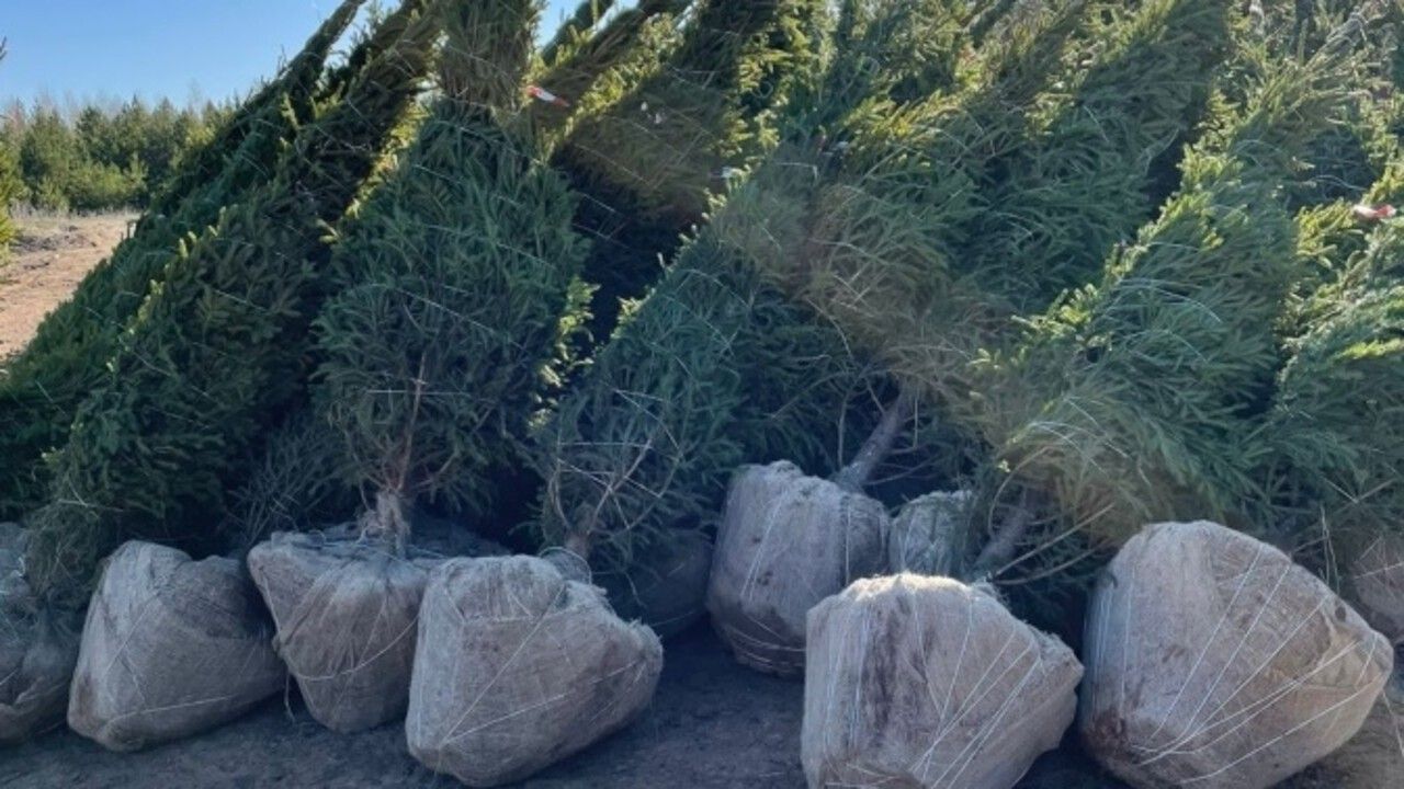 ​Отгрузки саженцев ели из Пермского края в Казахстан выросли в 15 раз