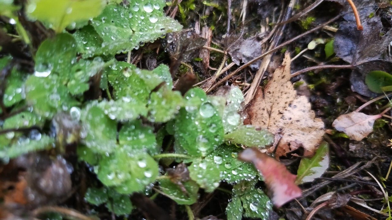 Дождь и теплая погода ожидается на этой неделе в Прикамье