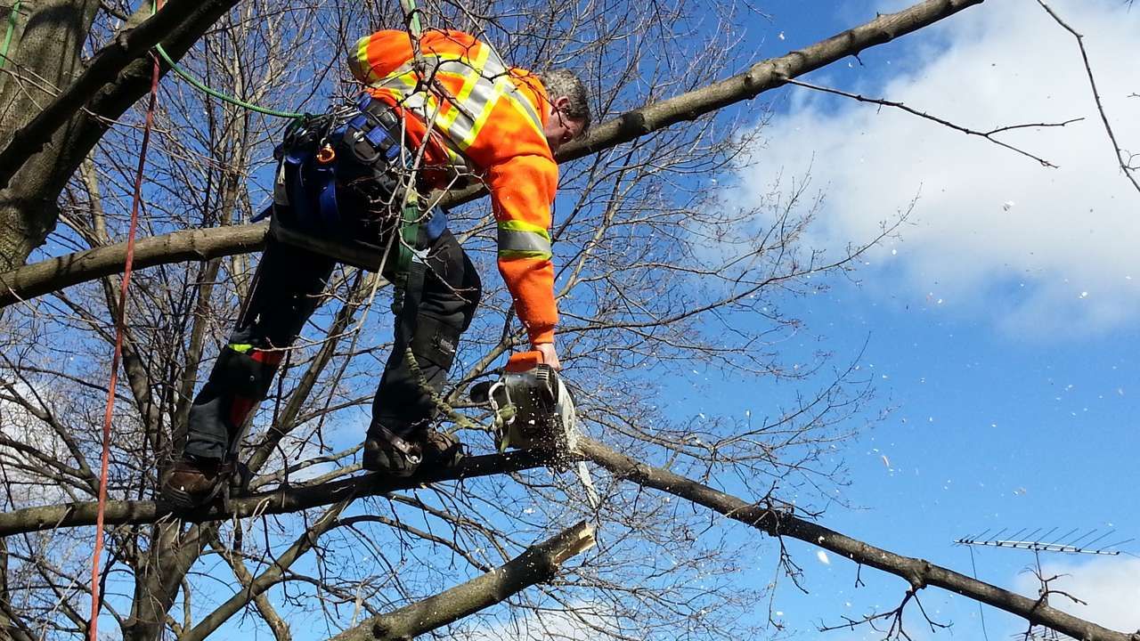 Рубить нельзя оставить. Санитарный снос деревьев – необходимость, вызывающая споры