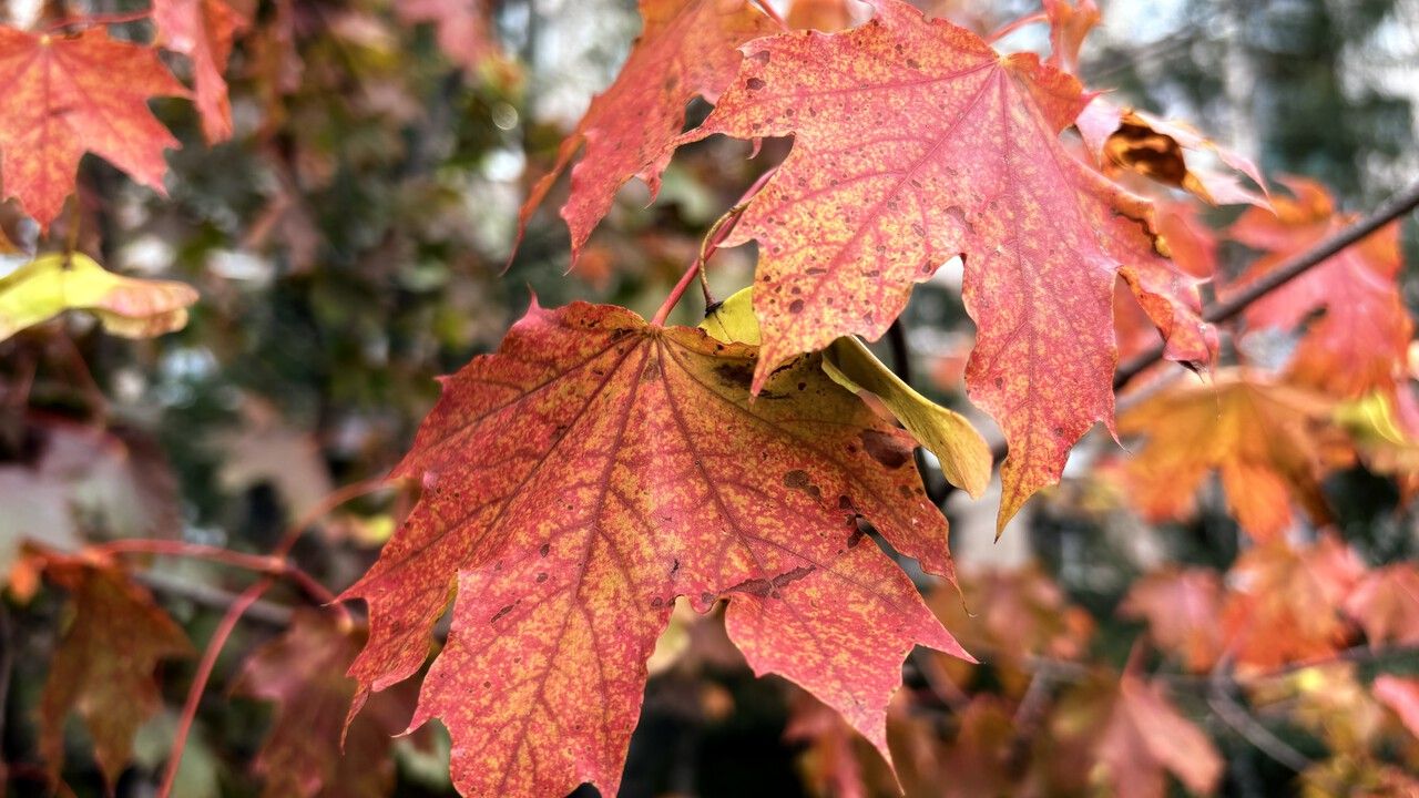 Погода в выходные в Прикамье будет солнечной и без осадков