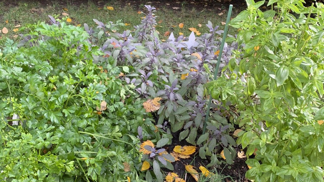 Какие садовые культуры растут на наших дачах сами