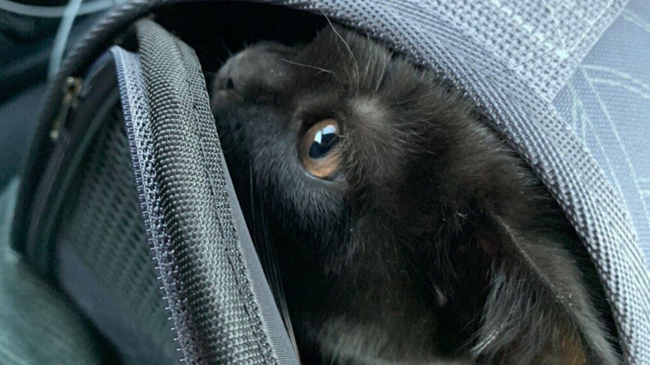 ​Собаки, кошки и даже козы: из Пермского края за границу отправились более 160 домашних животных