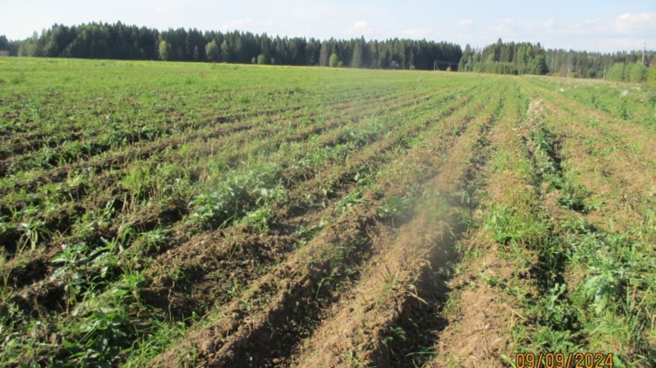 ​В Соликамске сельхозпредприятие нарушило порядок уведомления населения о применении пестицидов при обработке полей картофеля