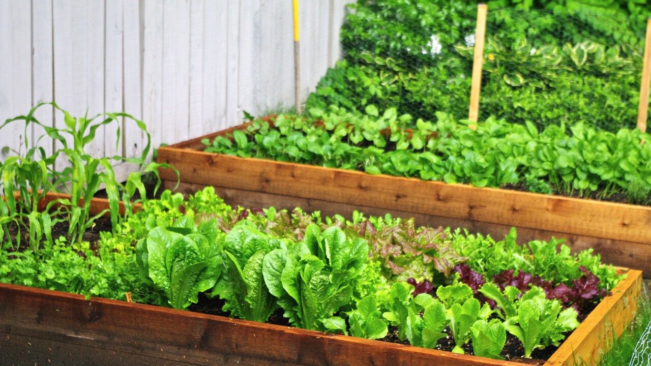 Сколько нужно салата, чтобы удовлетворить суточную подробность в некоторых витаминах