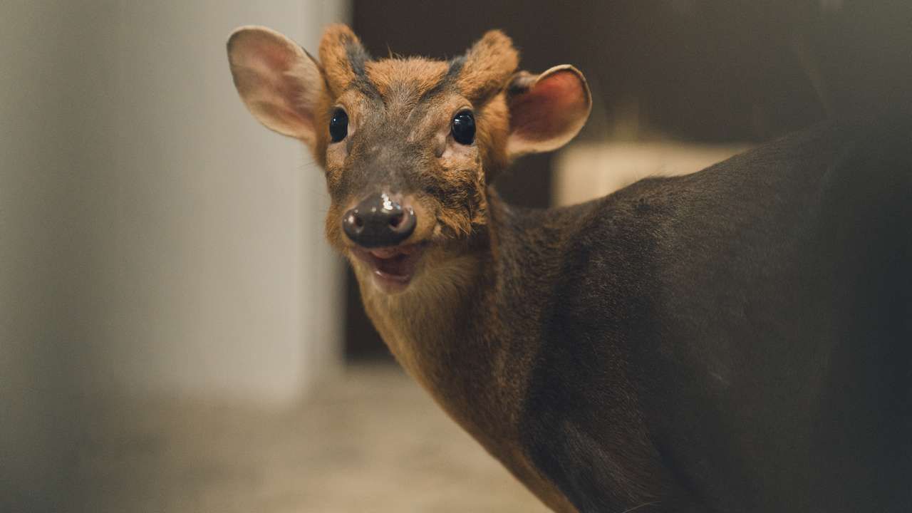 Фото: Министерство культуры Пермского края