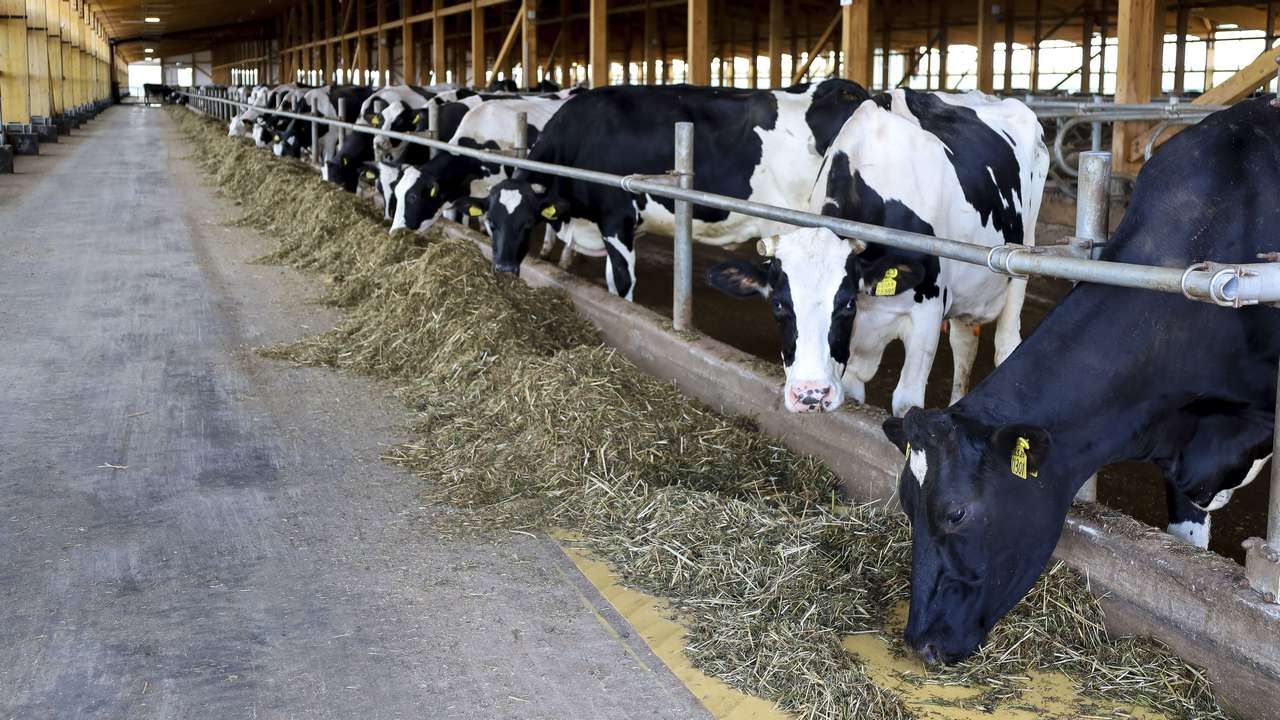 Компания из Пермского края оштрафована за нарушения ветеринарных правил