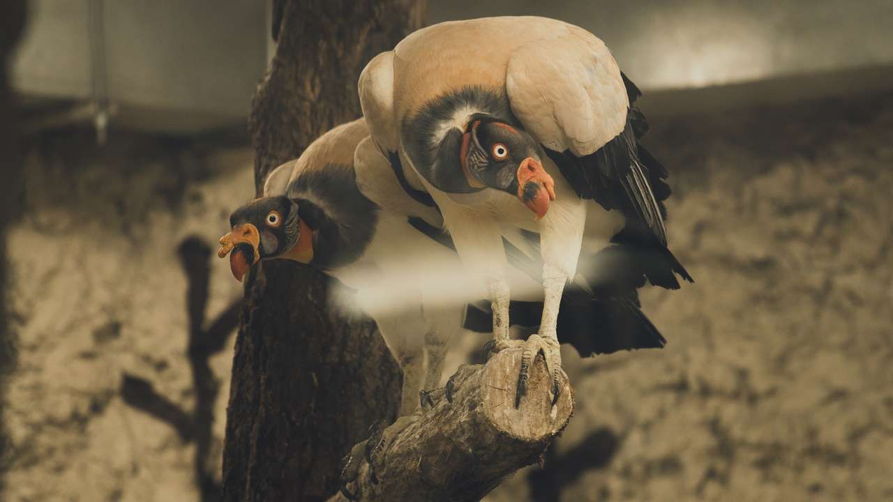 Фото: Министерство культуры Пермского края