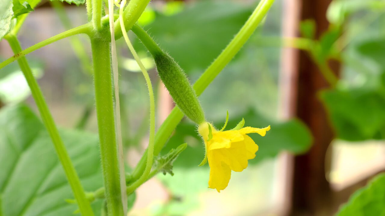 Лианы из теплицы. Как правильно сформировать огурцовые плети, чтобы не заблудиться в парнике