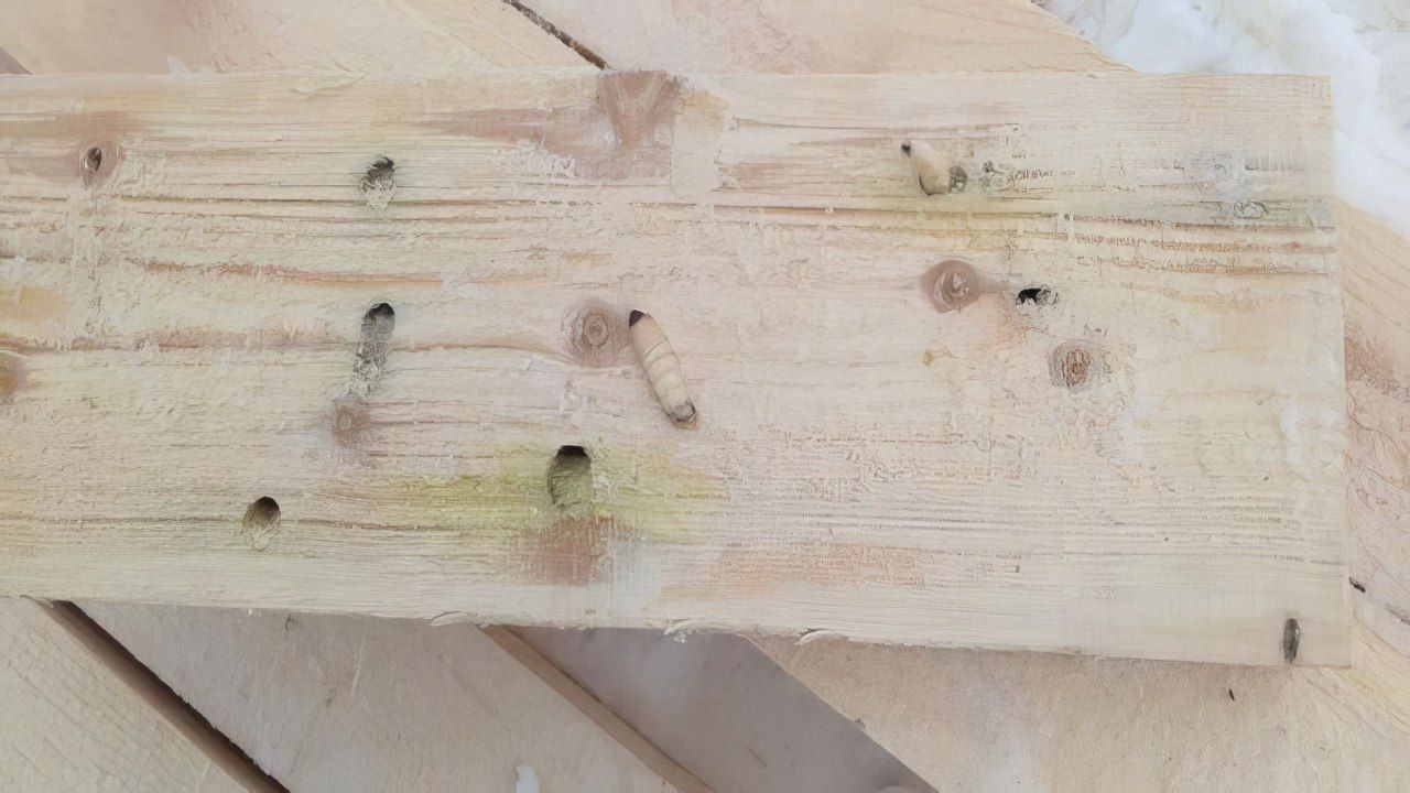 ​В Пермском крае предотвращен вывоз 1850 кубометров зараженных лесоматериалов