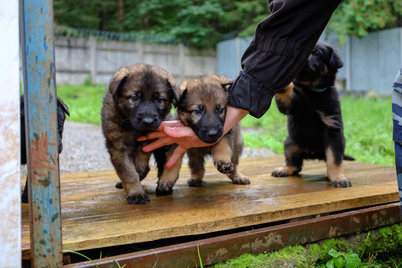 То, каким вырастет щенок, зависит в основном от хозяина. Фото: Елена Майорова
