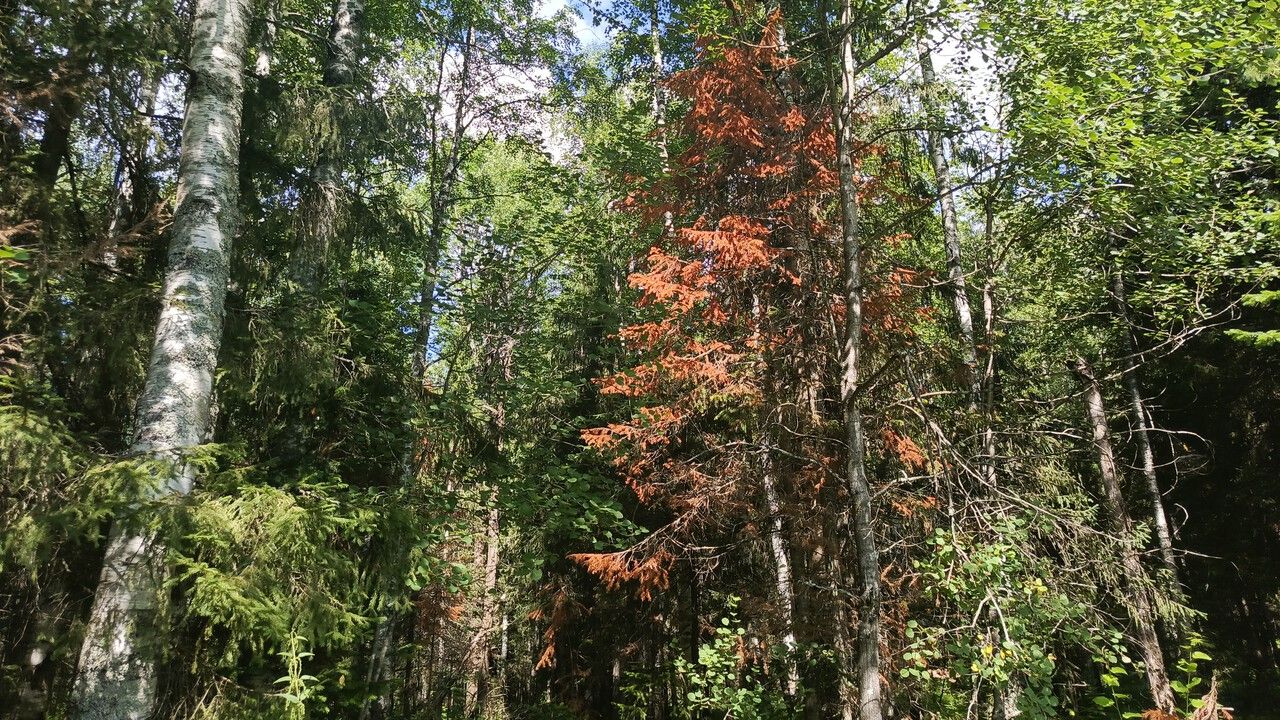 ​Маленький жук — большие деньги: 17,4 млн рублей направят в Прикамье на борьбу с уссурийским полиграфом в 2026 году