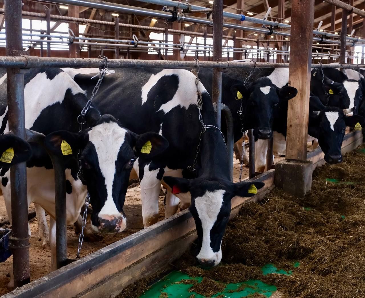 Фото: Telegram-канал Дмитрия Махонина