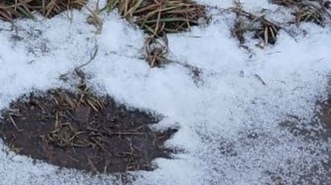 Медвежьи следы обнаружили в Нытве 