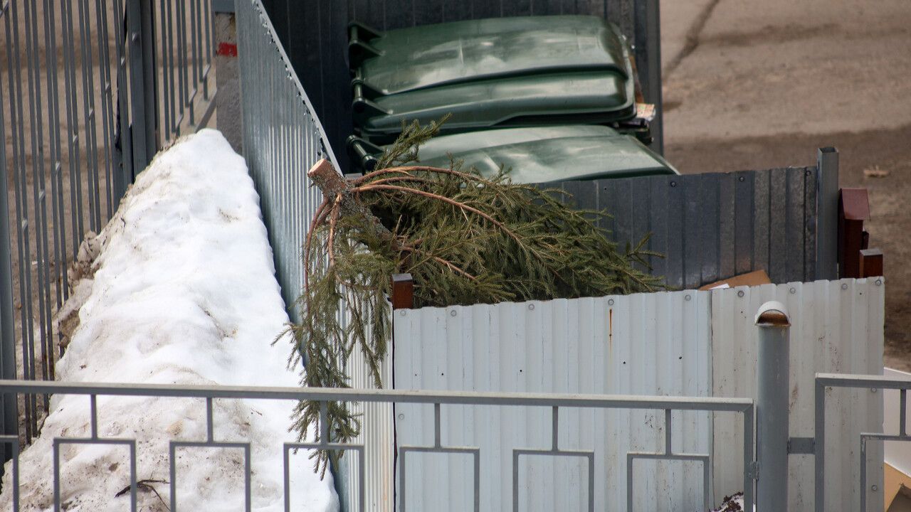 Куда можно отнести ставшую ненужной новогоднюю ель