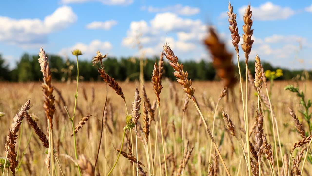 ​Пермский край вошел в четверку лидеров ПФО по уровню зарплат в сельском хозяйстве