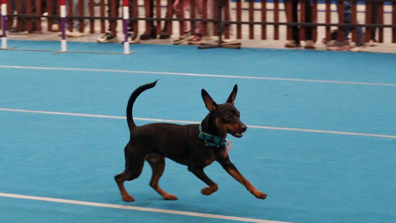 ​В выходные в Перми состоится «Гав-Гав Шоу»