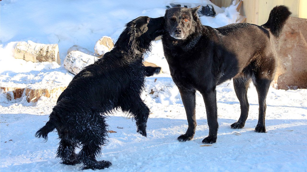 ​Тузик едет в отель: куда пристроить в Перми домашнего питомца на время новогоднего отдыха