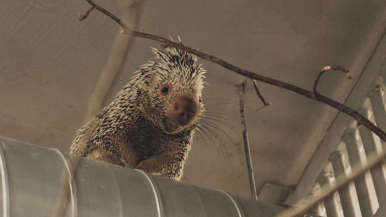 Фото: Министерство культуры Пермского края