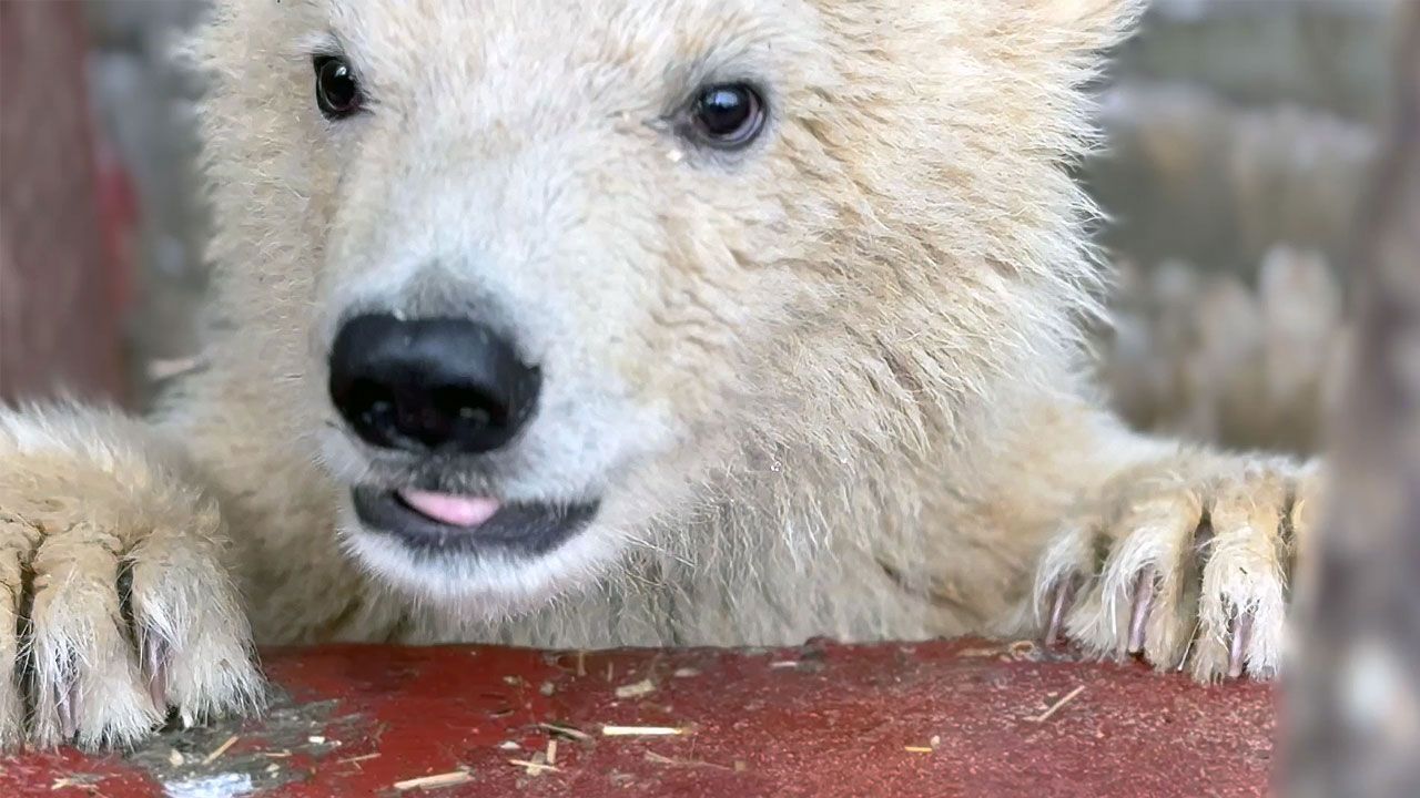 ​В Пермском зоопарке выбрали имя для маленькой белой медведицы