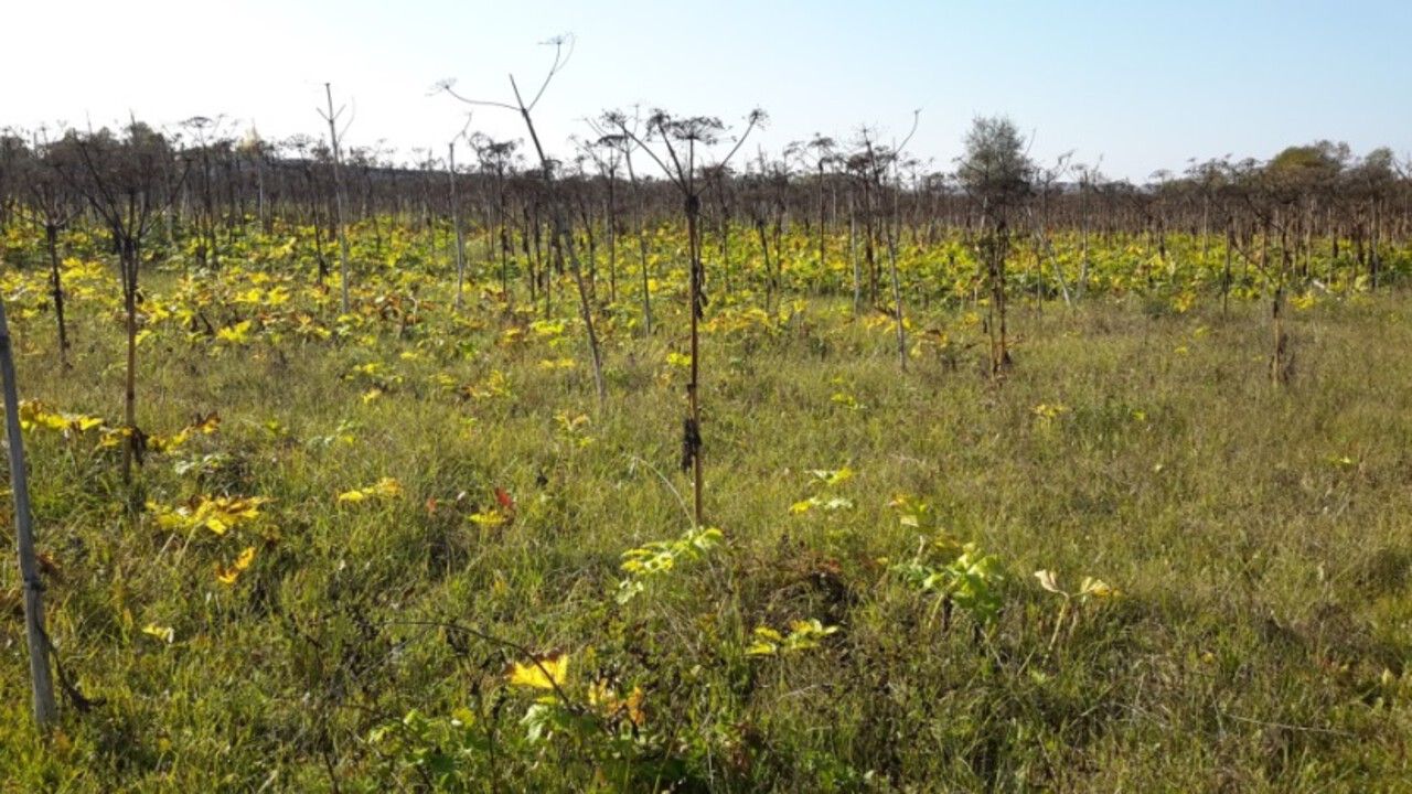 ​В Прикамье суд обязал владельца заброшенного сельхозучастка привести землю в порядок