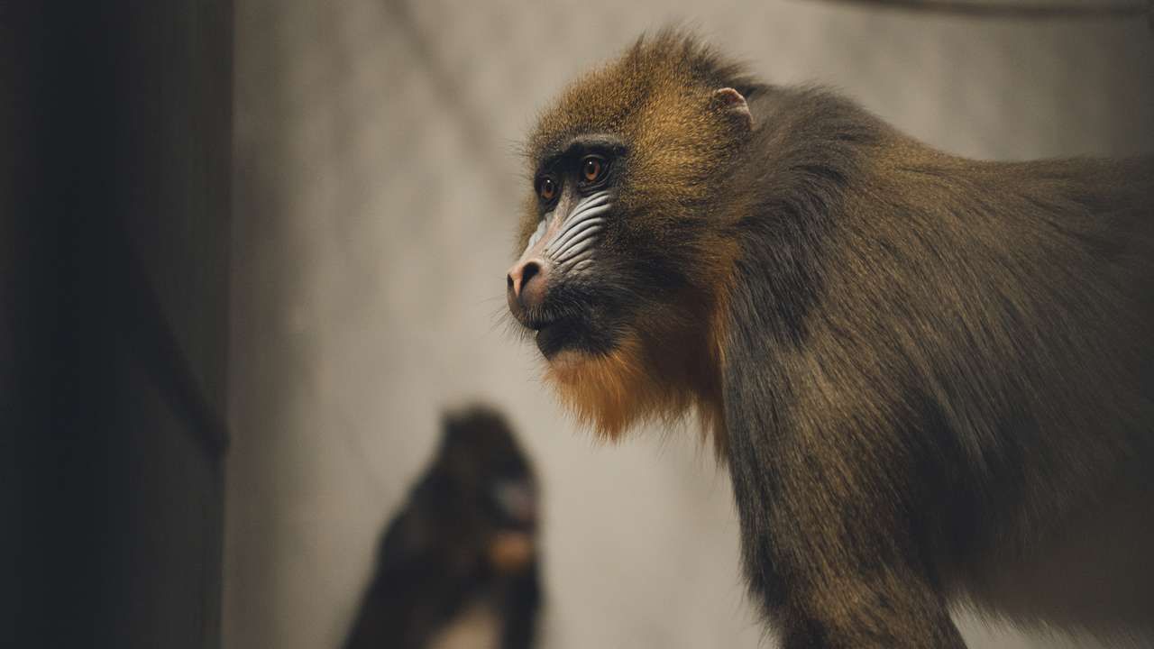 Новые животные пополнили коллекцию Пермского зоопарка