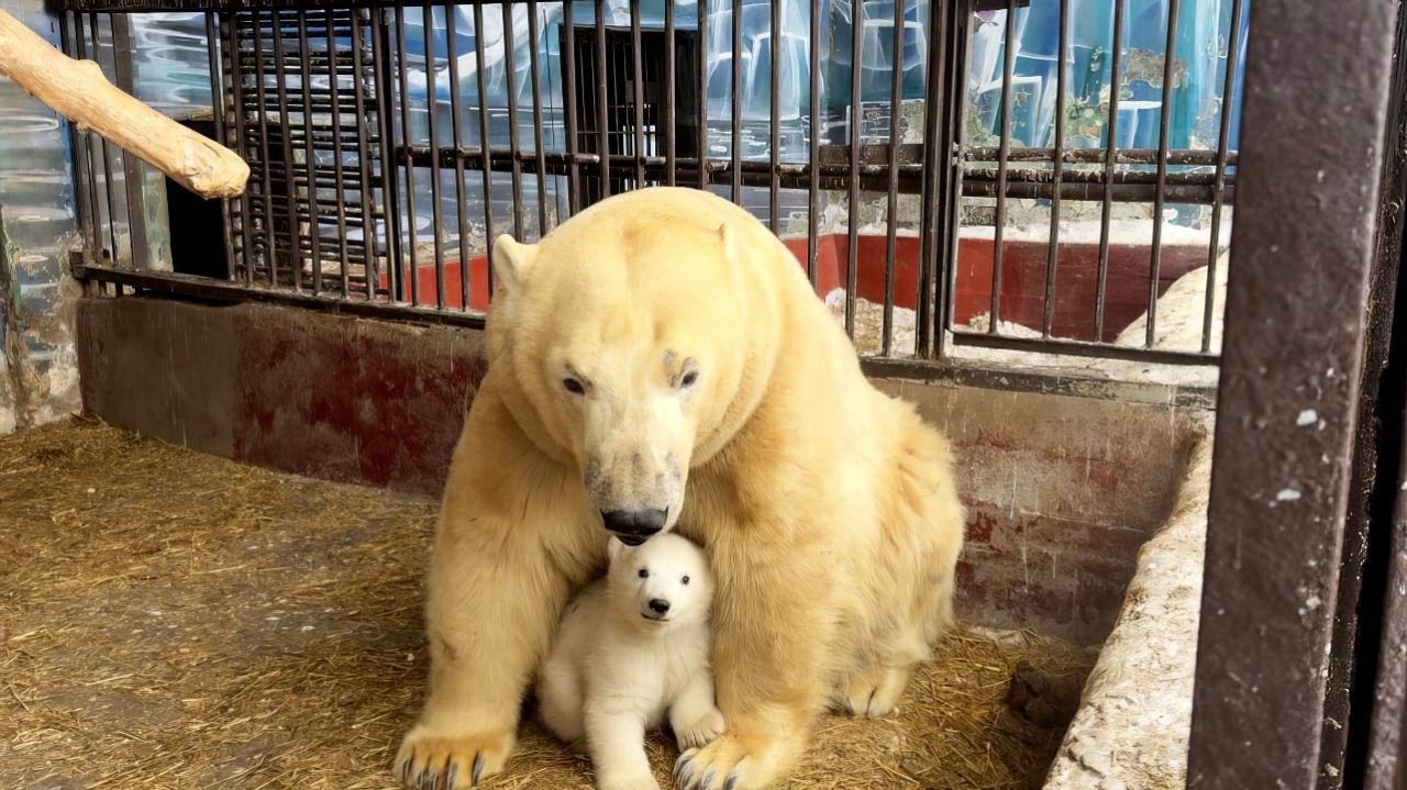 В Пермском зоопарке родился белый медвежонок