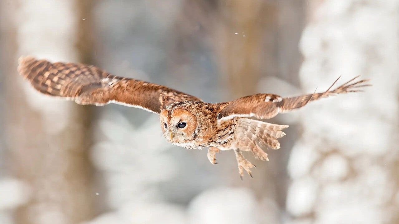 Пермские ученые занялись пересчетом филинов