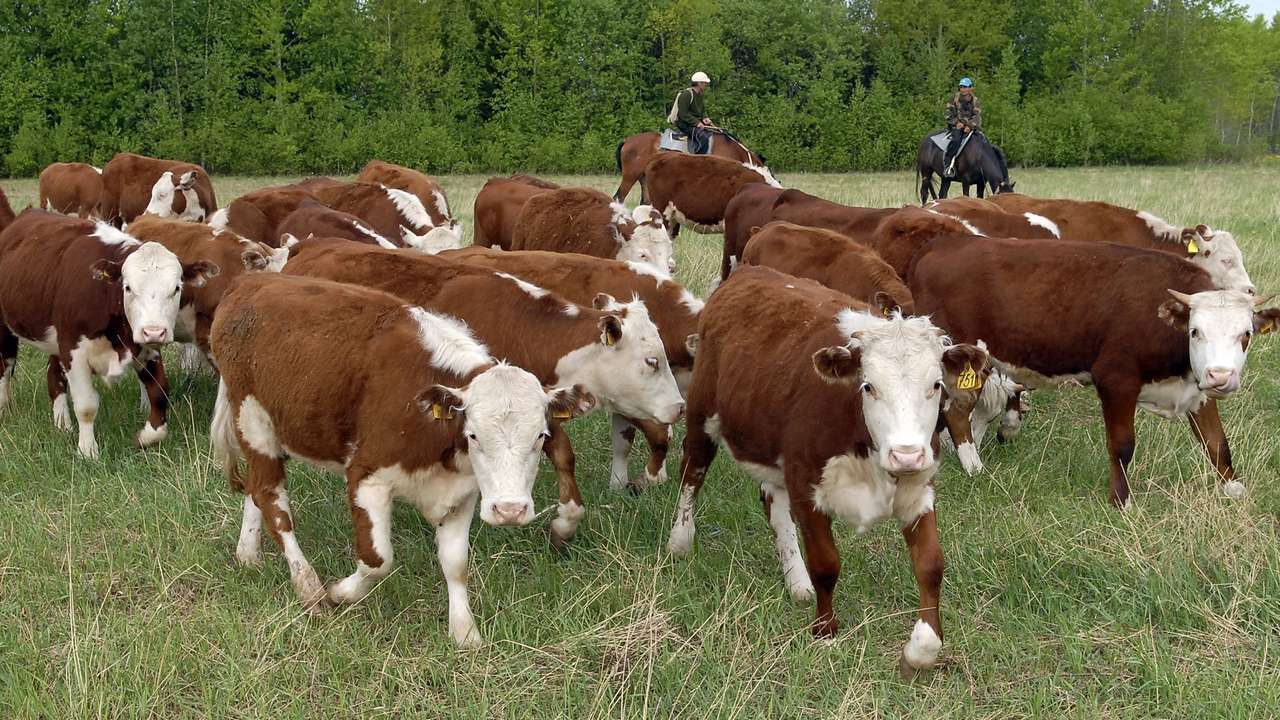 В Пермском крае начнет работу «Школа Фермера» 