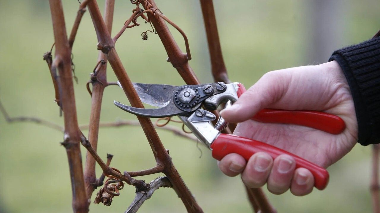 Почему грамотная осенняя обрезка плодовых растений — путь к высоким урожаям в будущем