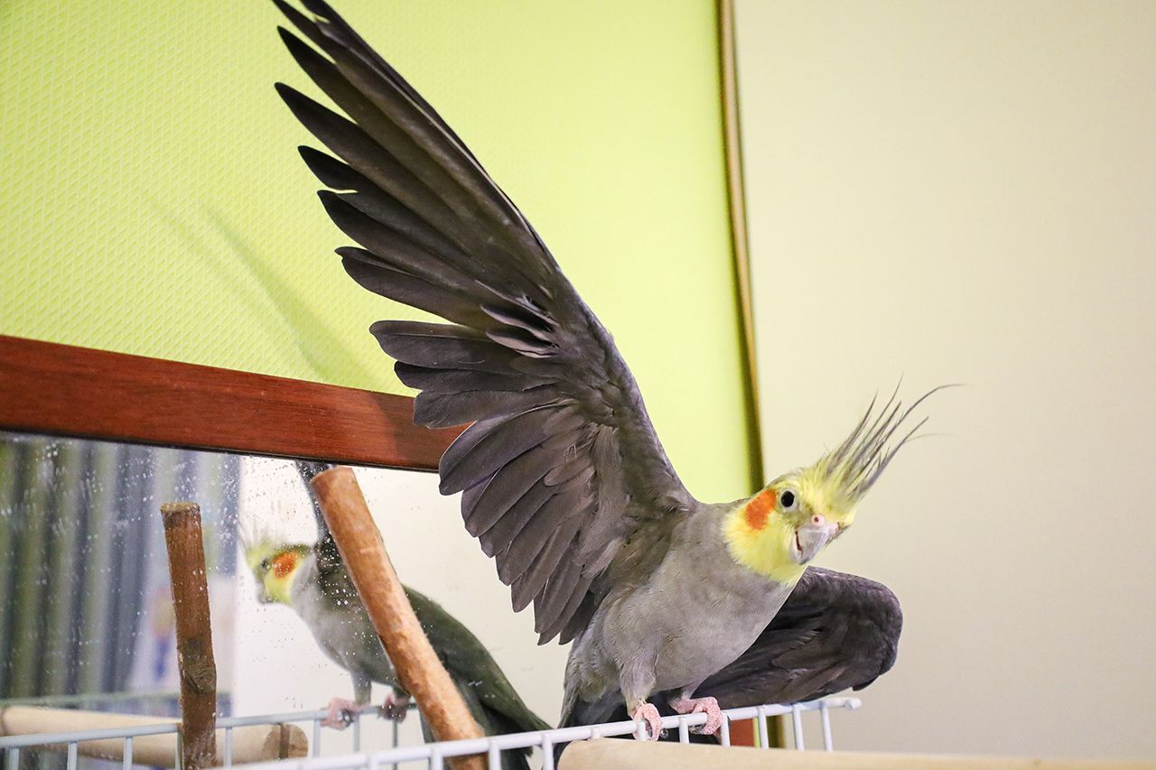 Фото: Елена Майорова. Некоторые зоогостиницы работают с птицами  </p>