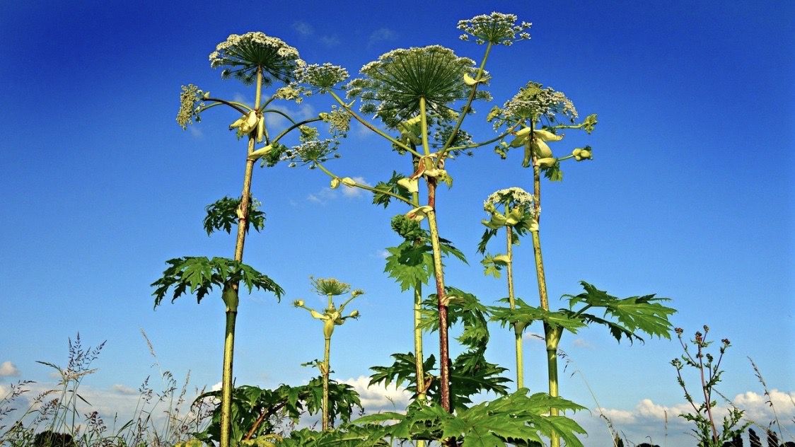 Пермские ученые запатентуют способ получения масла борщевика 