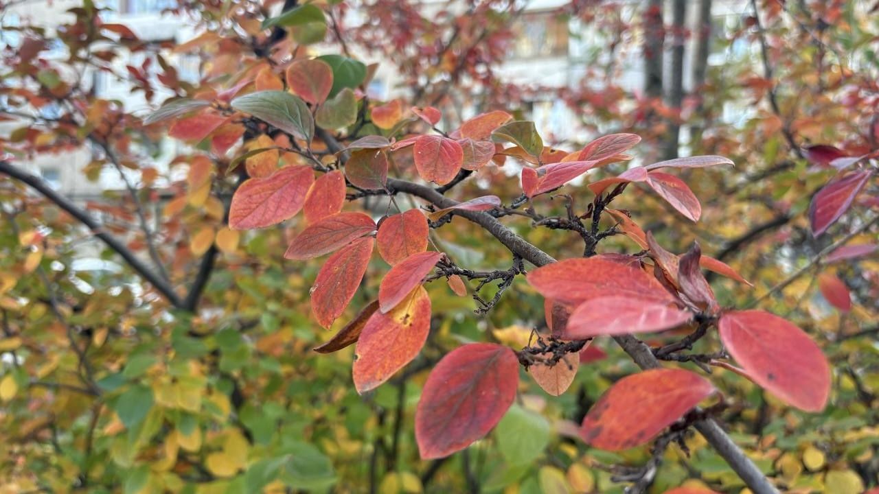 ​Мокрый снег и резкие колебания температуры прогнозируют в Прикамье на этой неделе