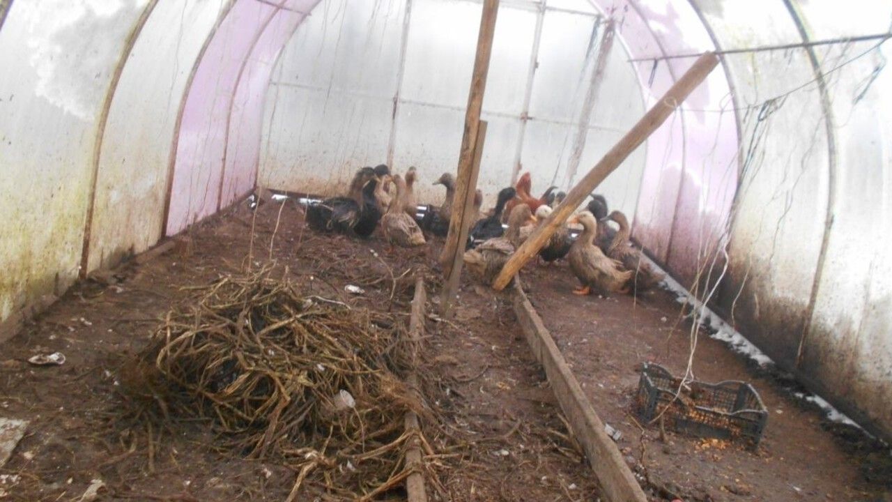 Разведение домашней птицы в Чусовом стало предметом судебного разбирательства